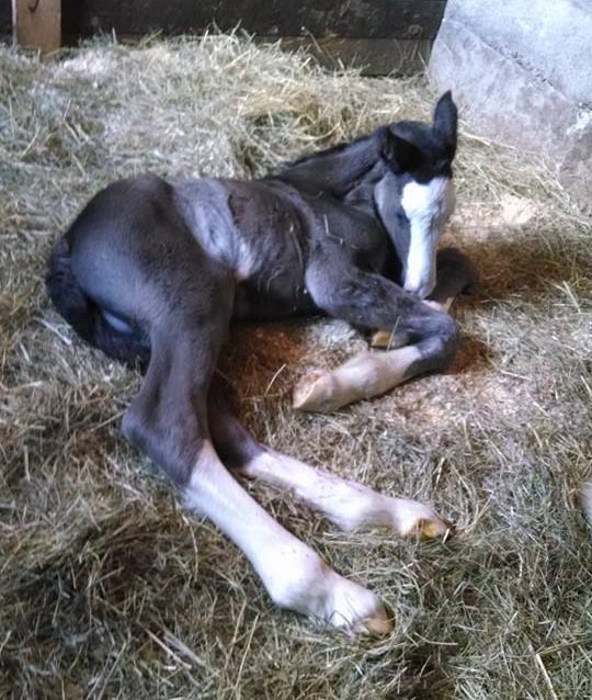 Beautiful Shire mare named Etain with her new bridle